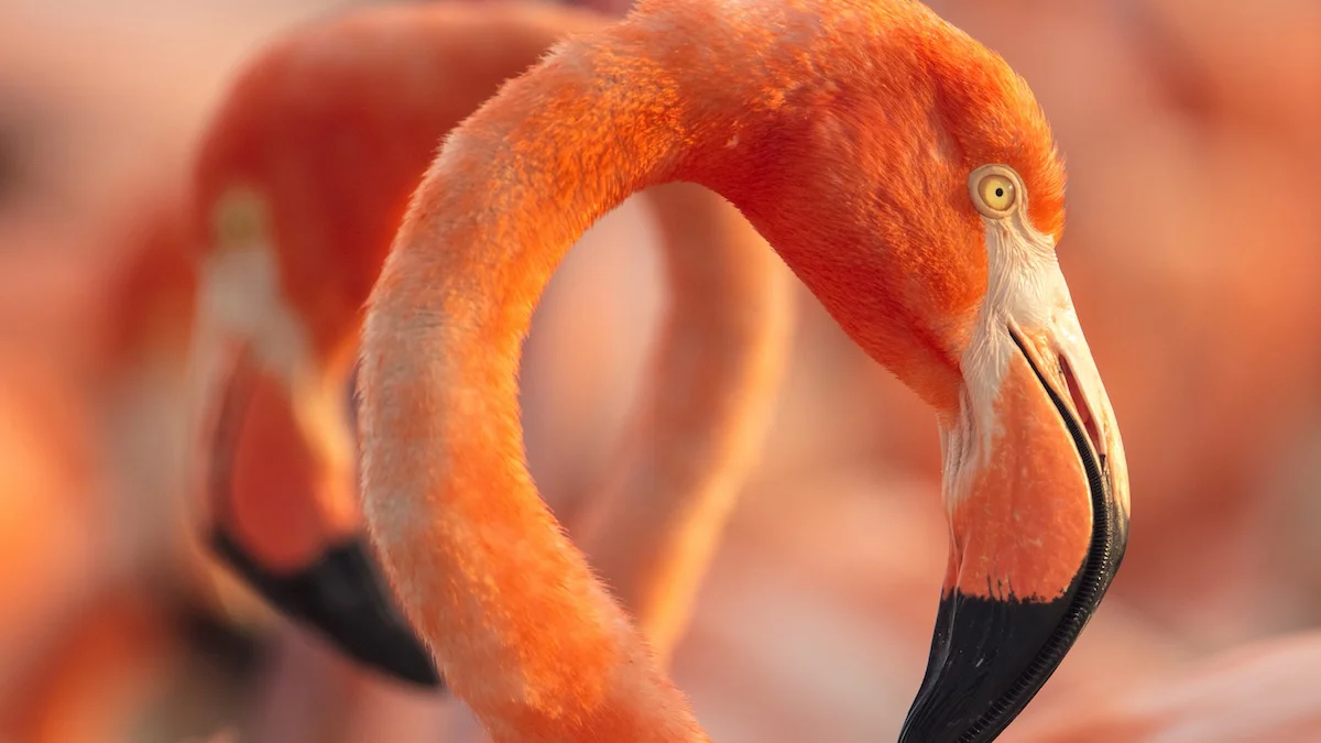 Lorenzo Hagerman presenta documental 'Flamingos: la vida después del meteorito'