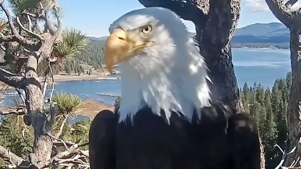 Muere Jackie, el águila calva estrella de redes sociales de Big Bear