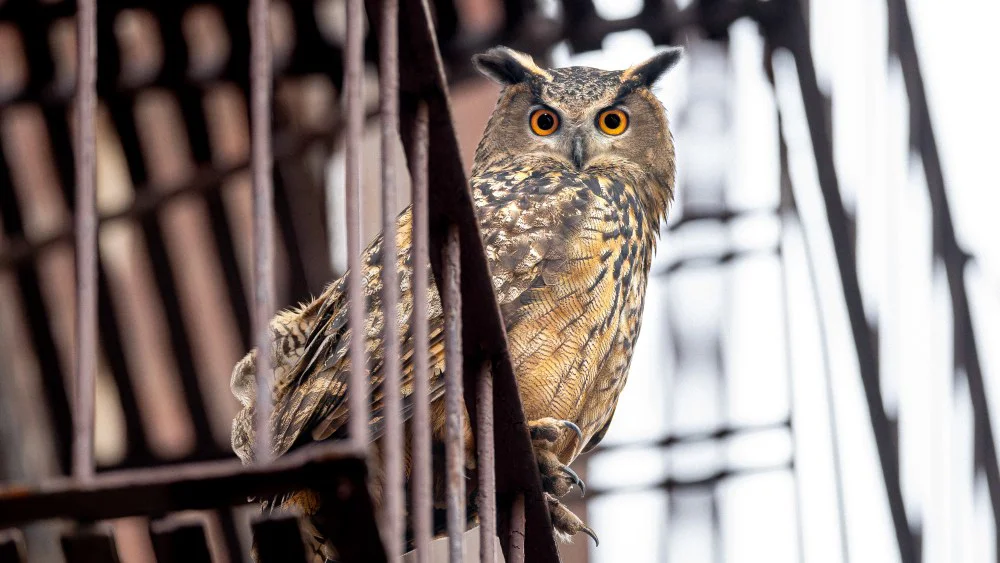 'Wild Inside': la crónica del búho Flaco que escapó del Zoológico de Central Park