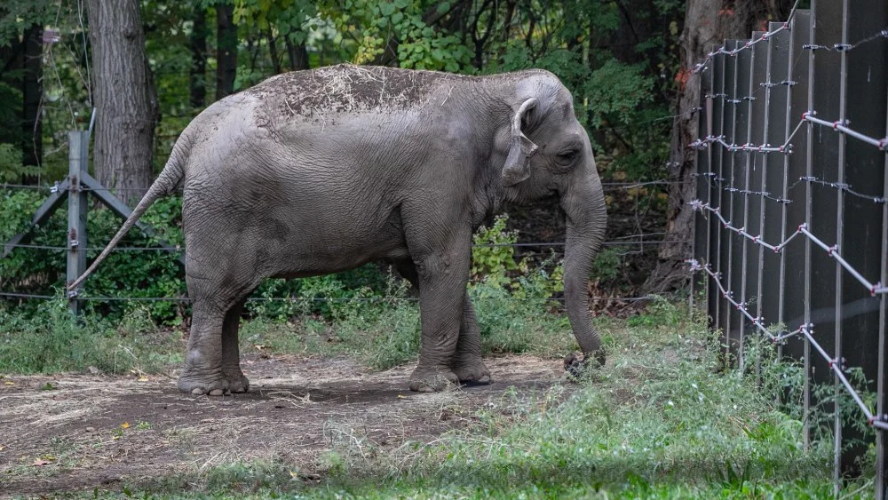 Penny Lane dirigirá documental sobre la elefanta Happy del Zoológico del Bronx